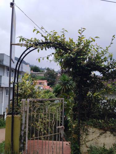 ooty