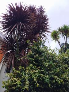ooty