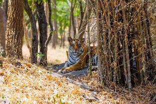 chalet hotel madiwala