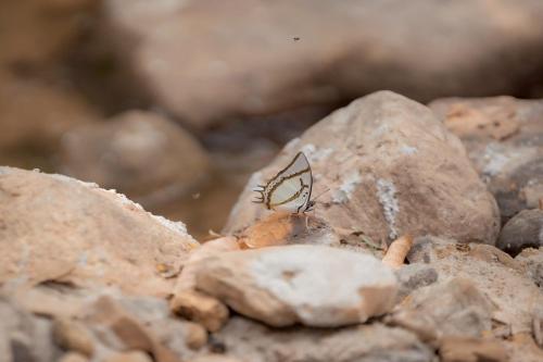 mornery the riverside