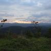 bougainvillea homestay