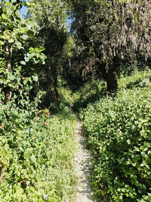 the jungle book by lake and woods