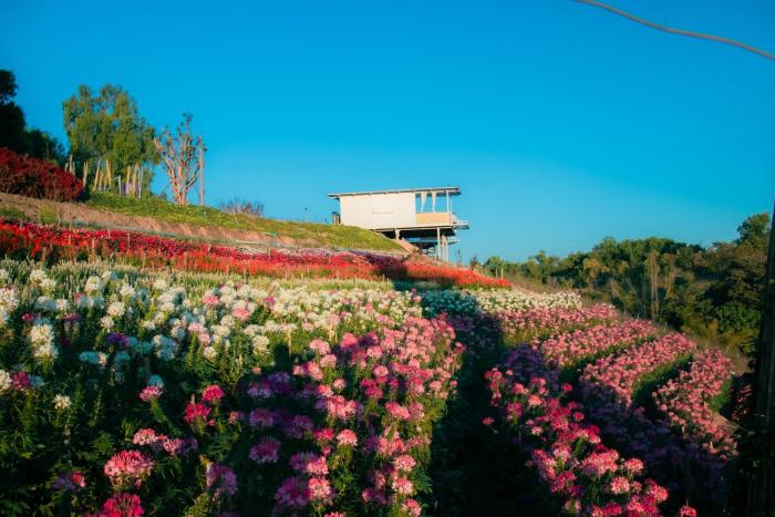 khaokho flower camp