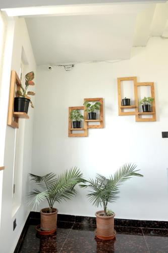 alpine bnb dharmshala