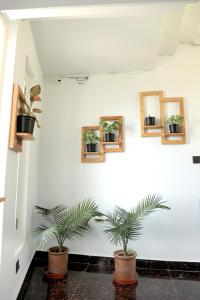 alpine bnb dharmshala