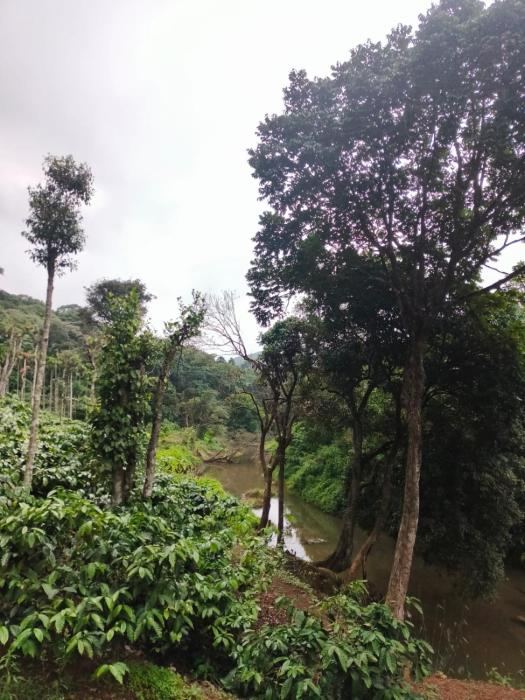 kaatikaadu