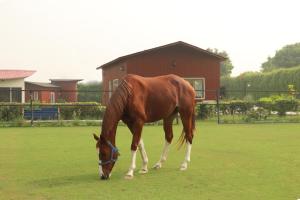 vrindavan