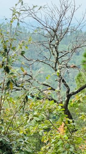 The Mountain Escape (A Luxury Home Stay),,5 star