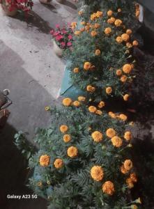 prime inn guest house