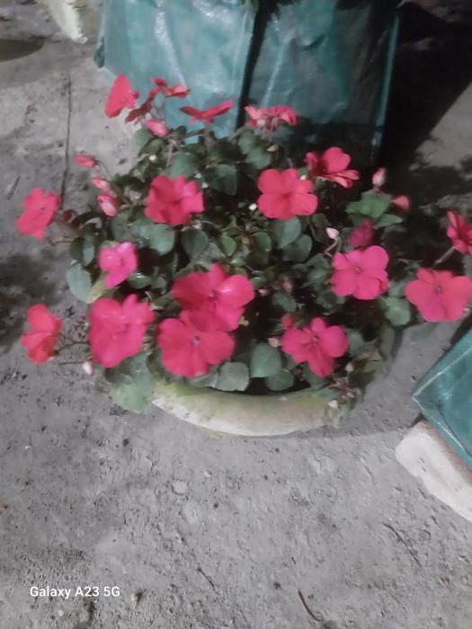 prime inn guest house