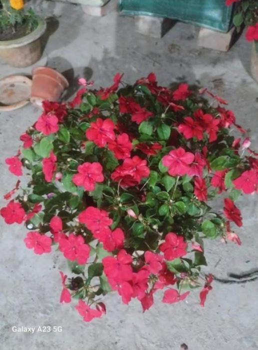 prime inn guest house