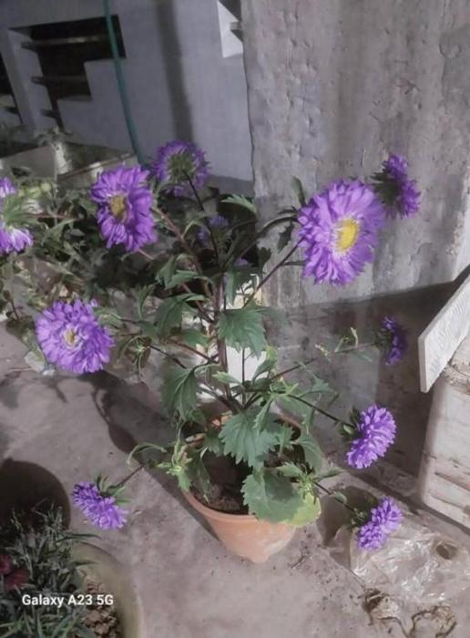 prime inn guest house