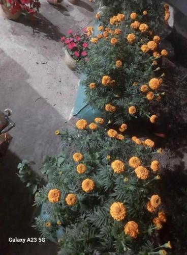 prime inn guest house