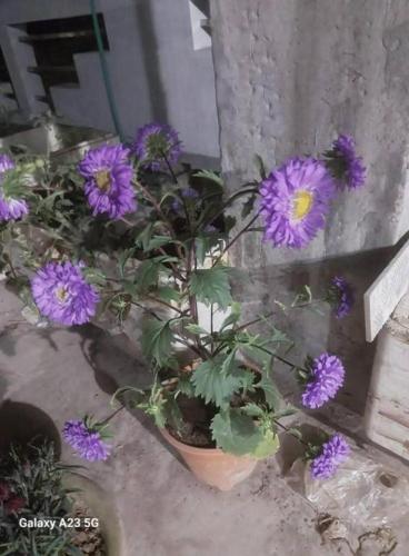 prime inn guest house