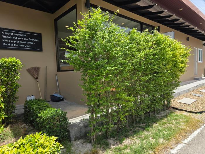 asap boutique phuket