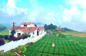 ooty