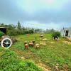 ooty