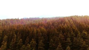 Shree Dev Narayan Hotel,,3 star