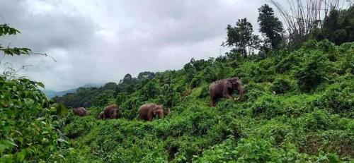 the svarga hill view resort