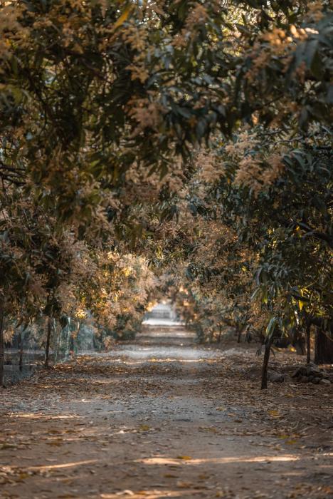 aatman forest resort