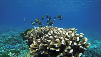 bjandradisson seaview hotel