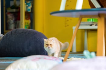 bjandradisson seaview hotel