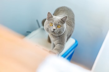 Bj&Radisson Seaview Hotel,,5 star