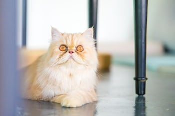 bjandradisson seaview hotel