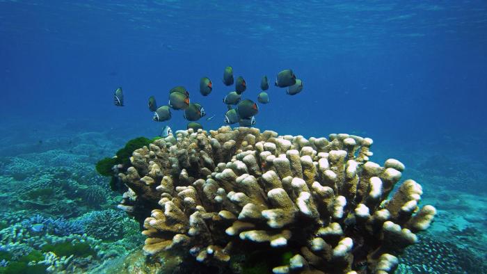 bjandradisson seaview hotel