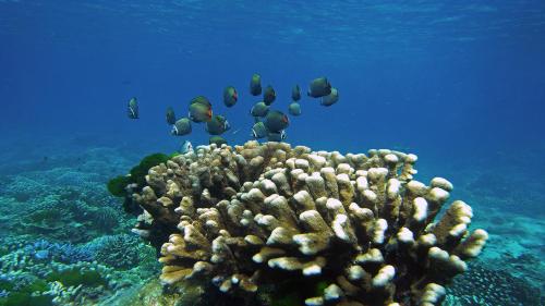 bjandradisson seaview hotel