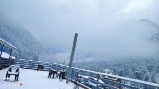 kasol
