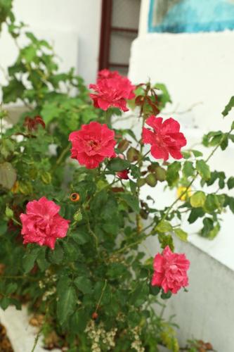 biligeri