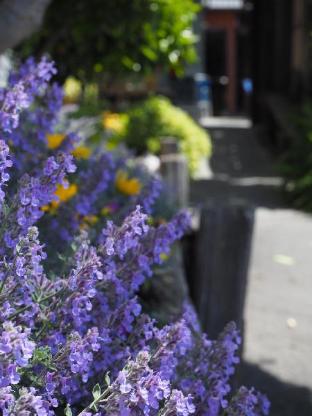 tasman bay backpackers