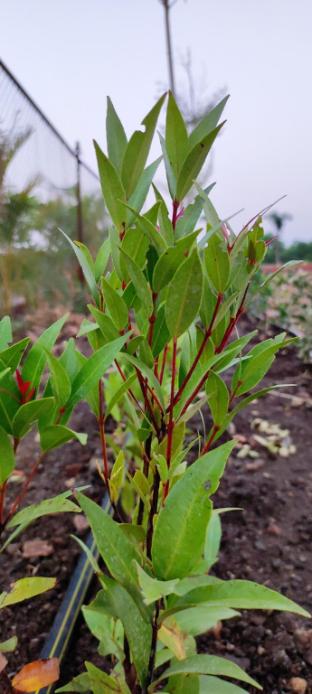 viraj mango orchid agrotourism and resort