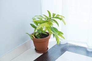 orange valley town residency