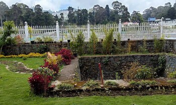 calla lily by the brook