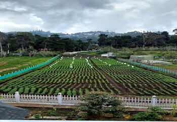 calla lily by the brook