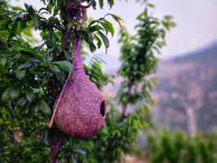 mountain a frame stay sainj