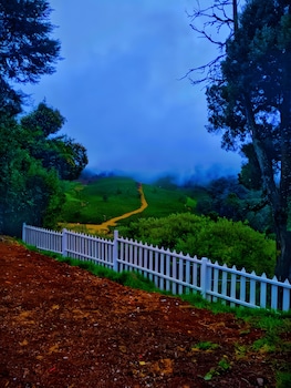 amber by the tamarillo