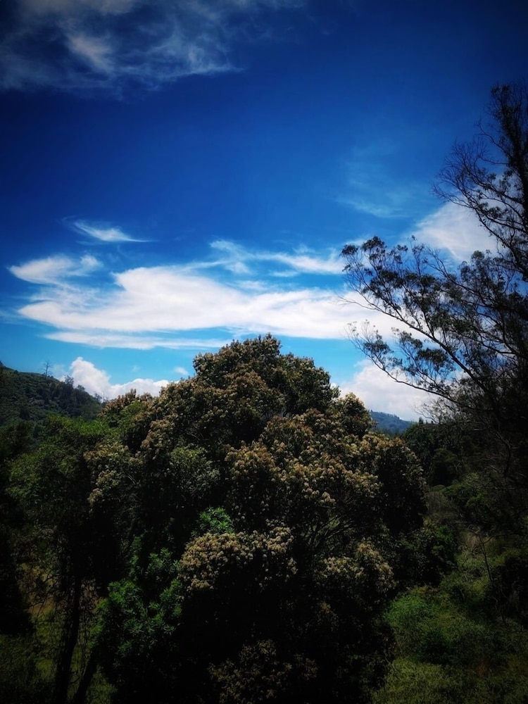 amber by the tamarillo