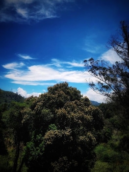 amber by the tamarillo