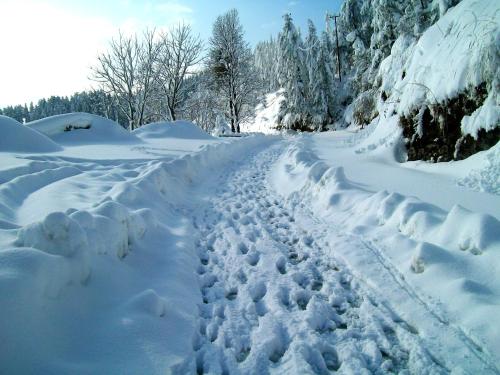 shimla