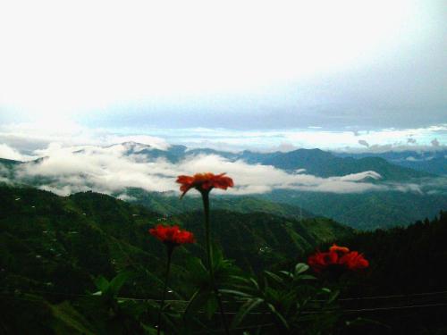 shimla