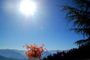 shimla