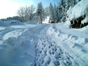 shimla