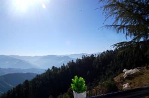 shimla