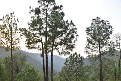 splendid retreat homestay kasauli