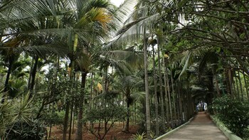 thelemoura