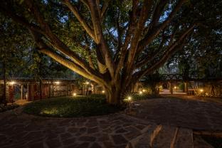 ama stays and trails kuteeram bangalore