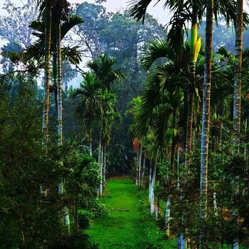 twisted tree cottages coorg